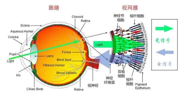 人眼存在的盲点_视网膜_感光_眼睛