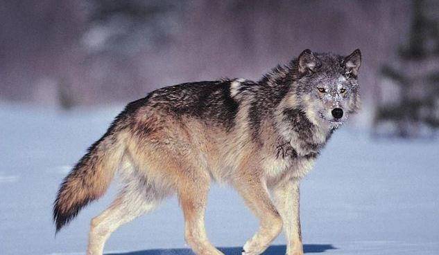 奇妙生物02:性命攸关,怎么判断是狼是狗闯进哈尔滨村庄_森林动物园