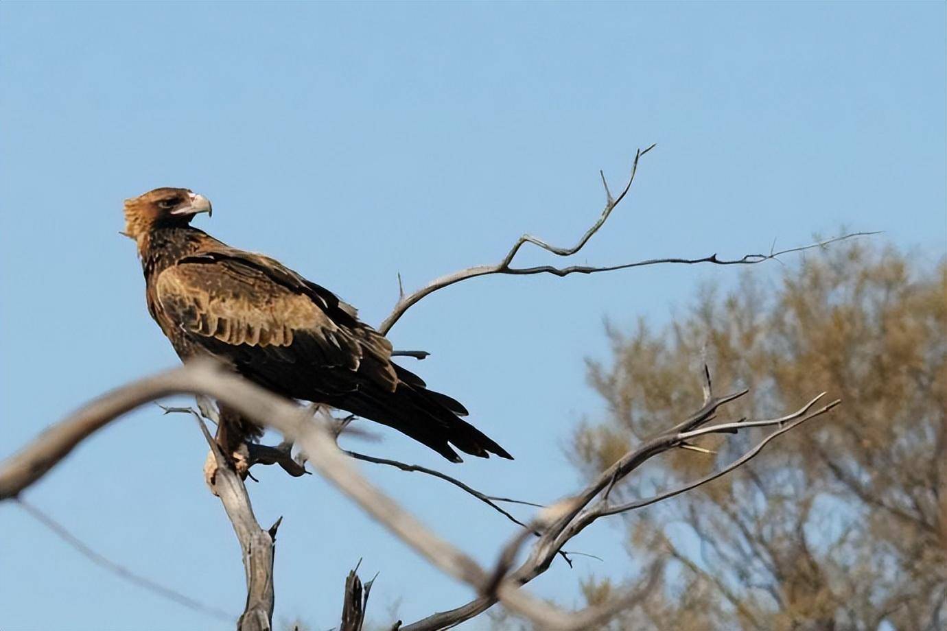 古代新西兰的顶级猎食者:哈斯特巨鹰的入侵和灭绝