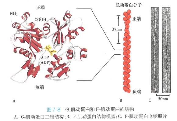 肌动蛋白单体形成纤维状多聚体,结构上具有极性.