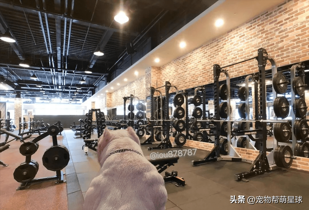 狗子健身房晒浑身肌肉,主人表示坐不住了,要锻炼了_狗狗_身材_口吻