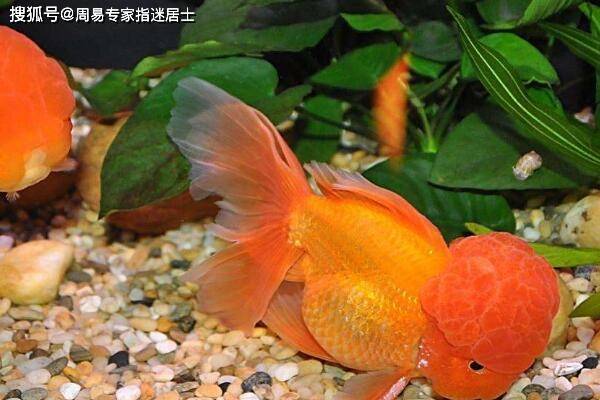 養金魚發橫財預兆風水佈局11要點_財運_魚缸_顏色