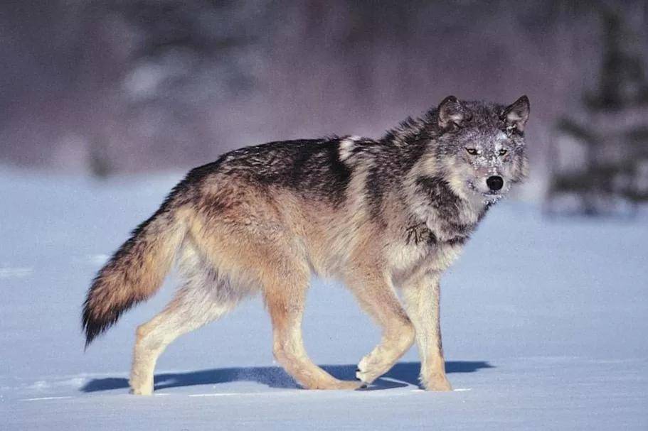 北美灰狼最大个体图片