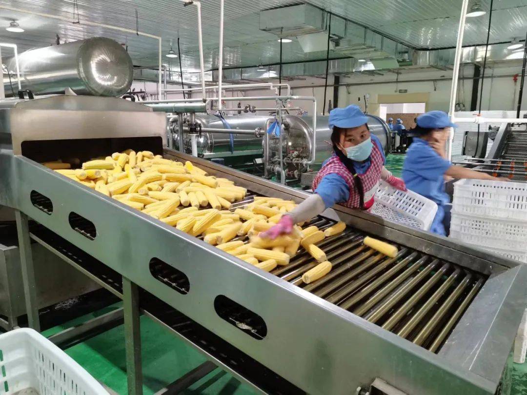 尽享甜糯好滋味,北大荒鲜食玉米锁"鲜"上市_加工_种植_山河农场