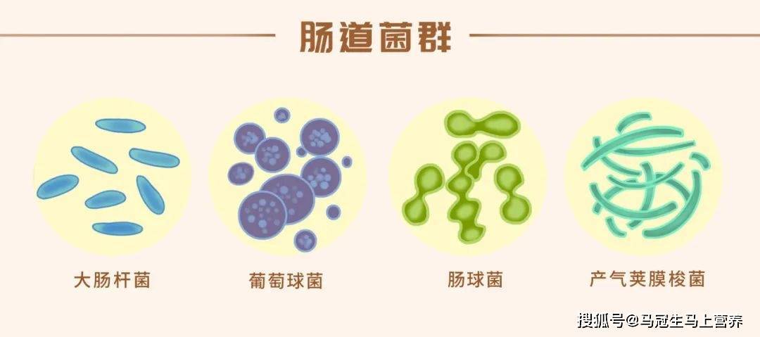 秋季预防大肠杆菌感染，做到这三点_食品_污染_致病菌