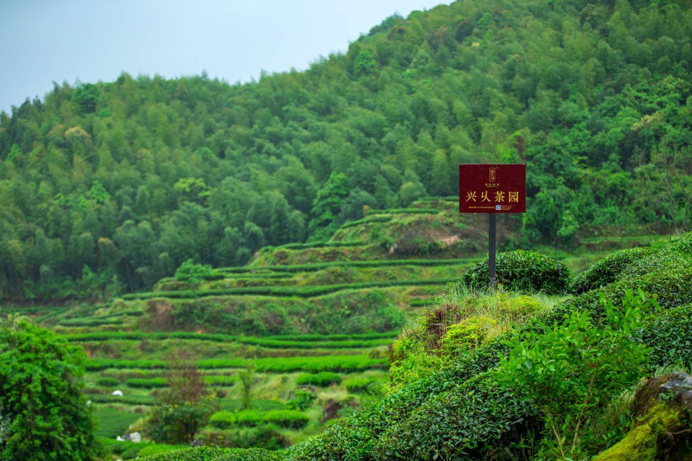 兴久岩茶1000多亩的武夷山大红袍高山茶园