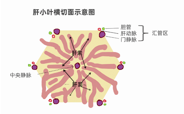 肝小叶位置图图片