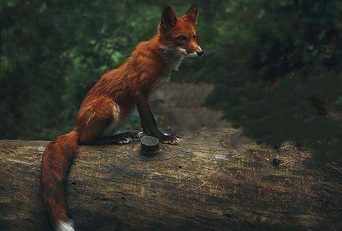 聊斋新故事:狐仙托梦道天机,男子一夜暴富惹杀身之祸_王进_老者_狐狸