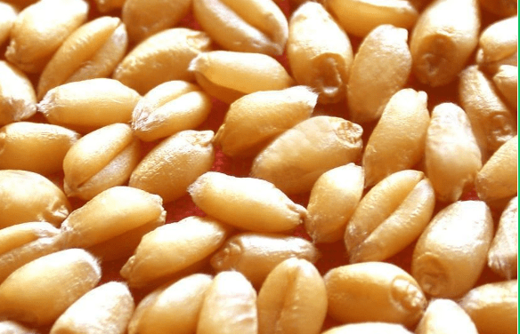 最新小麦,水稻,玉米,大豆,油菜,花生主导品种!