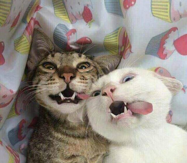 看看各种类型的猫情侣吧_猫咪_单身汉_生活