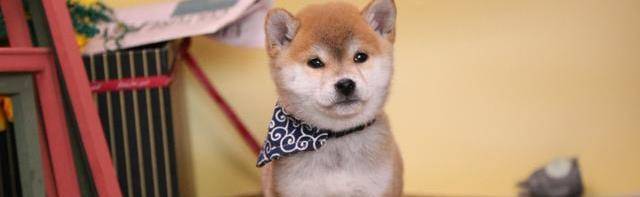 一般情况 柴犬最大能长多少斤 体重 饮食 体型 一般情况 柴犬最大能长多少斤 体重 饮食 体型