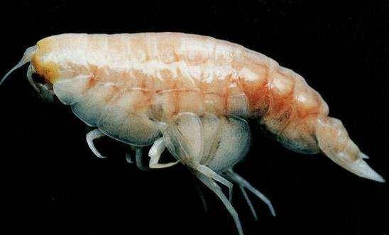 马里亚纳海沟里有什么秘密,探险家借助深水潜艇,给您靠谱的回答_人类