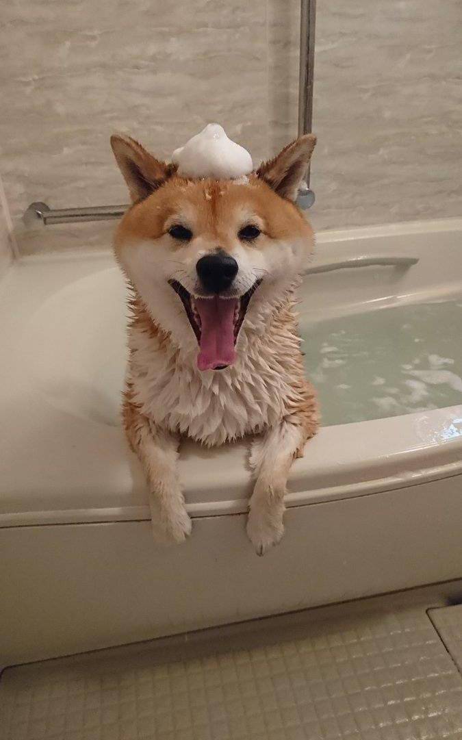 我家柴犬居然爱泡澡,太懂得享受了,简直萌坏了!_狗狗_怪癖_傻事
