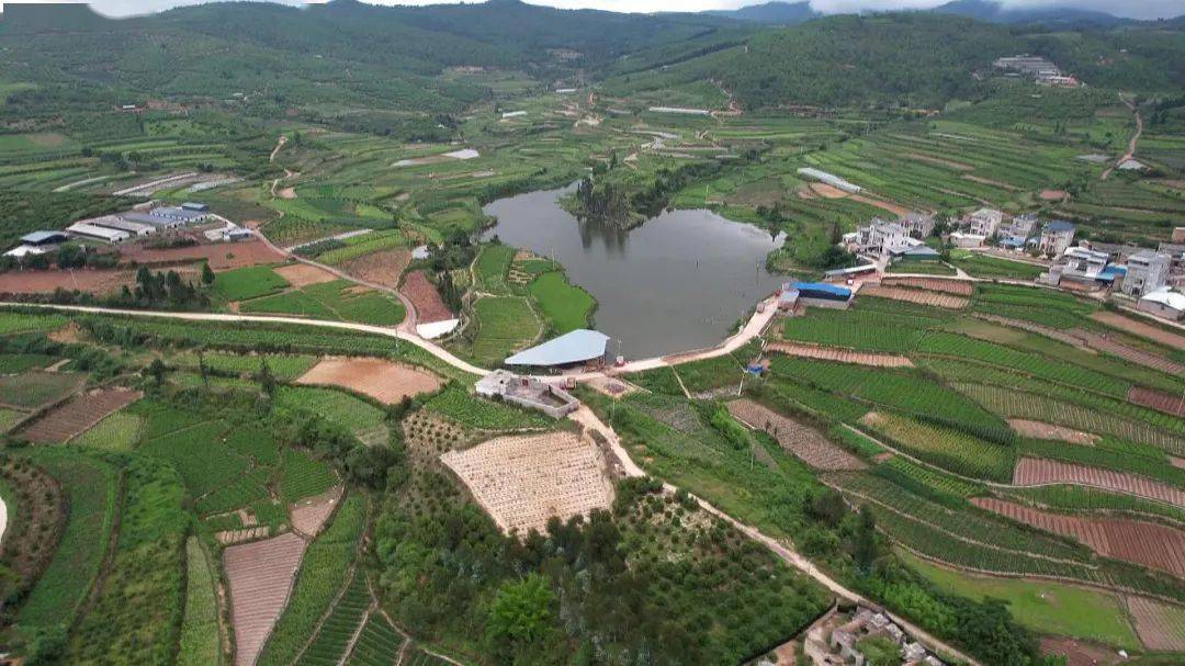 龙朋镇5000余亩生姜迎丰收_种植_石屏县_巴窝