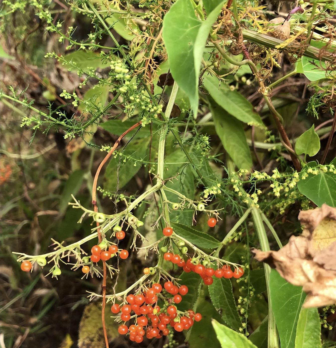 人称"大臭草",如今成为珍贵的药草,根系是稀罕货,秋后可采挖_种植_牛