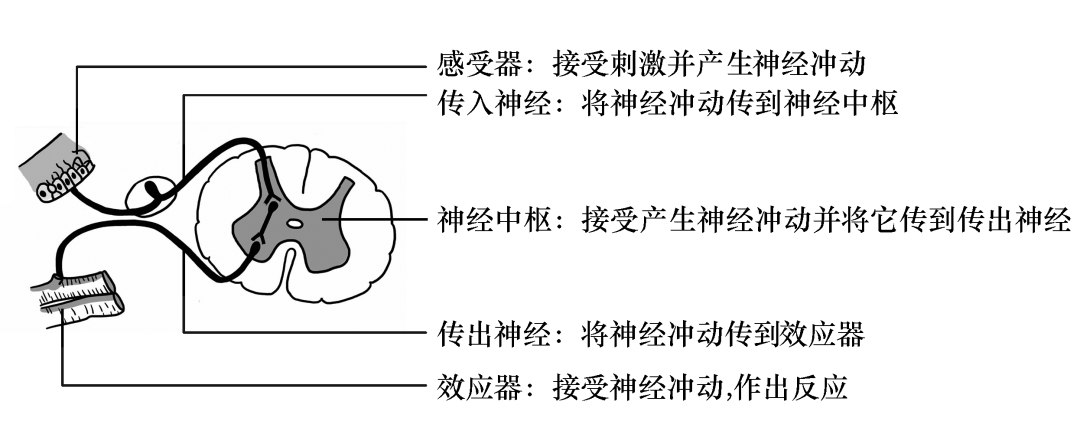 初中生物课本男女生殖(初中生物课本男女器官板块内容)-第2张图片-鲸幼网