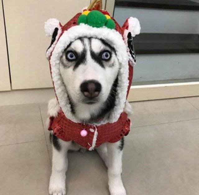 主人怕哈士奇冷,于是给二哈穿上了衣服,结果二哈表情亮了_小伙伴_棉衣