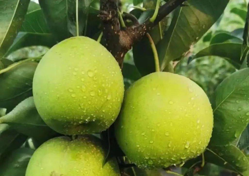 这个早熟梨为啥又脆又甜?科学家找到好吃的奥秘!