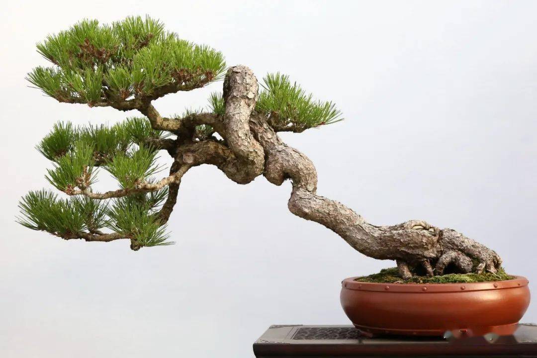 以曲为美_作品_cm_谢荣耀