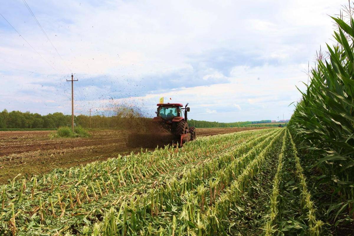 黑龙江红光农场有限公司:鲜食玉米秸秆还田 助力黑土藏粮于地_收获
