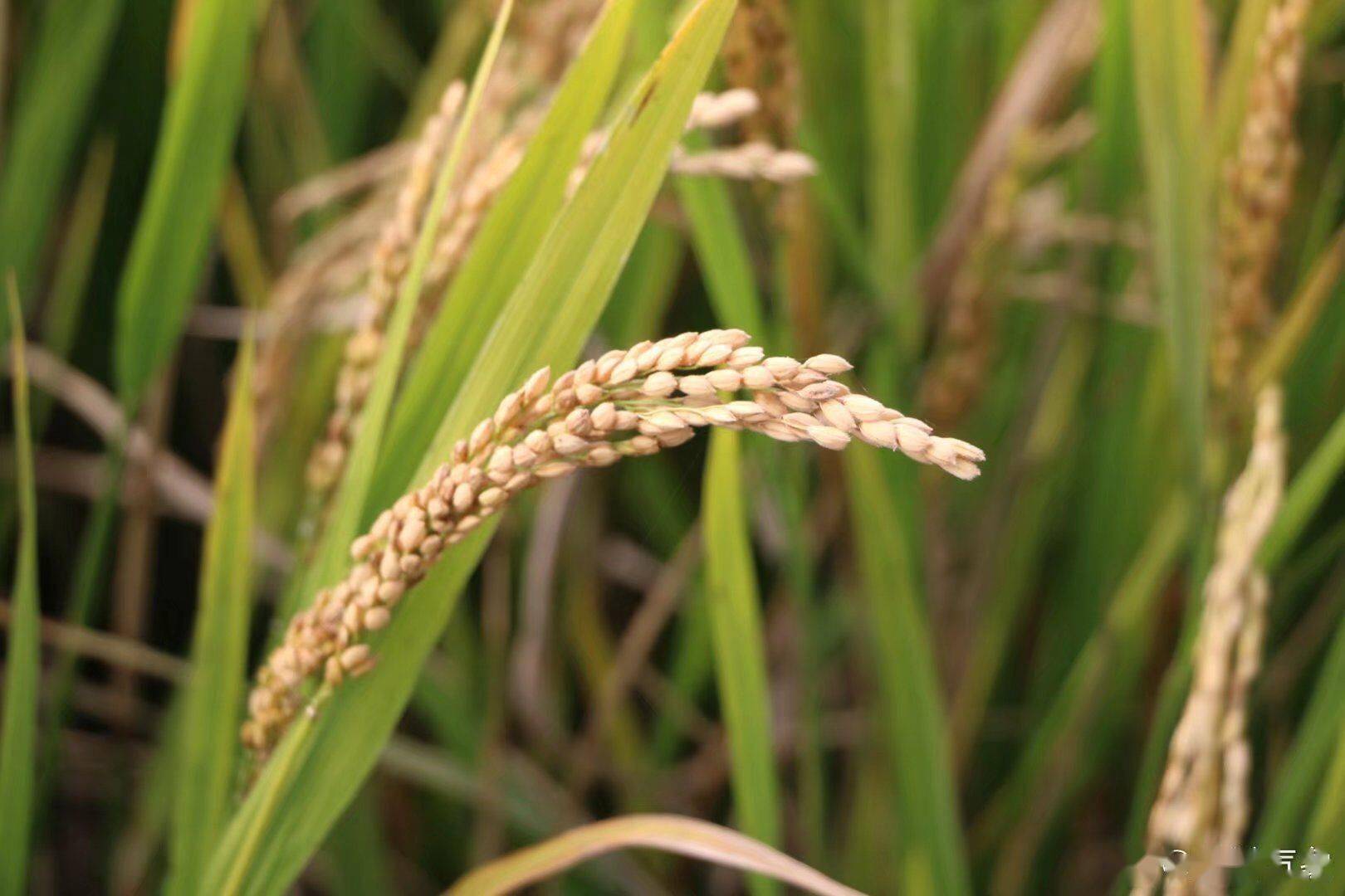 稻子渐熟_广德_地点_味道