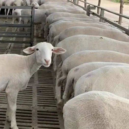 养羊知识 | 杂交羔羊育肥,到底有哪些优势?_肉羊_饲料_小尾寒羊