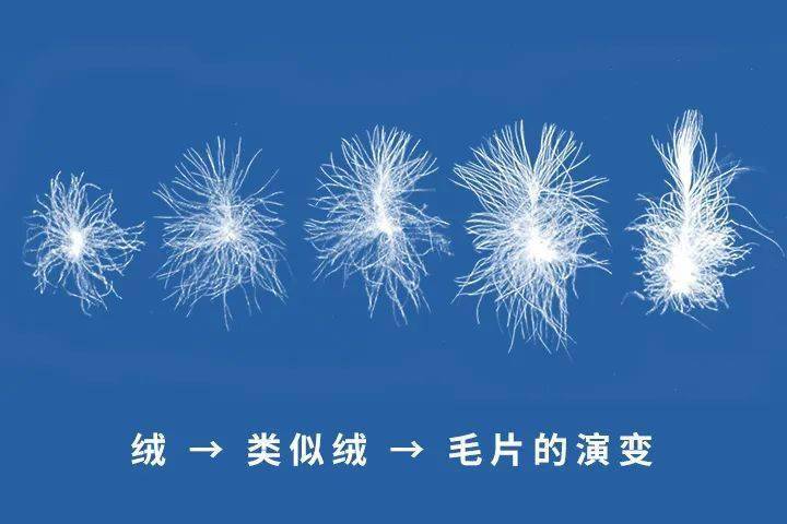 中,它对毛型绒的定义是"朵绒的一种,具有绒的三维结构特征,带有未成熟