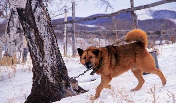 鄂伦春猎犬虽说叫笨狗,但是这种狗狗协作能力特别强,三只笨狗就可消灭