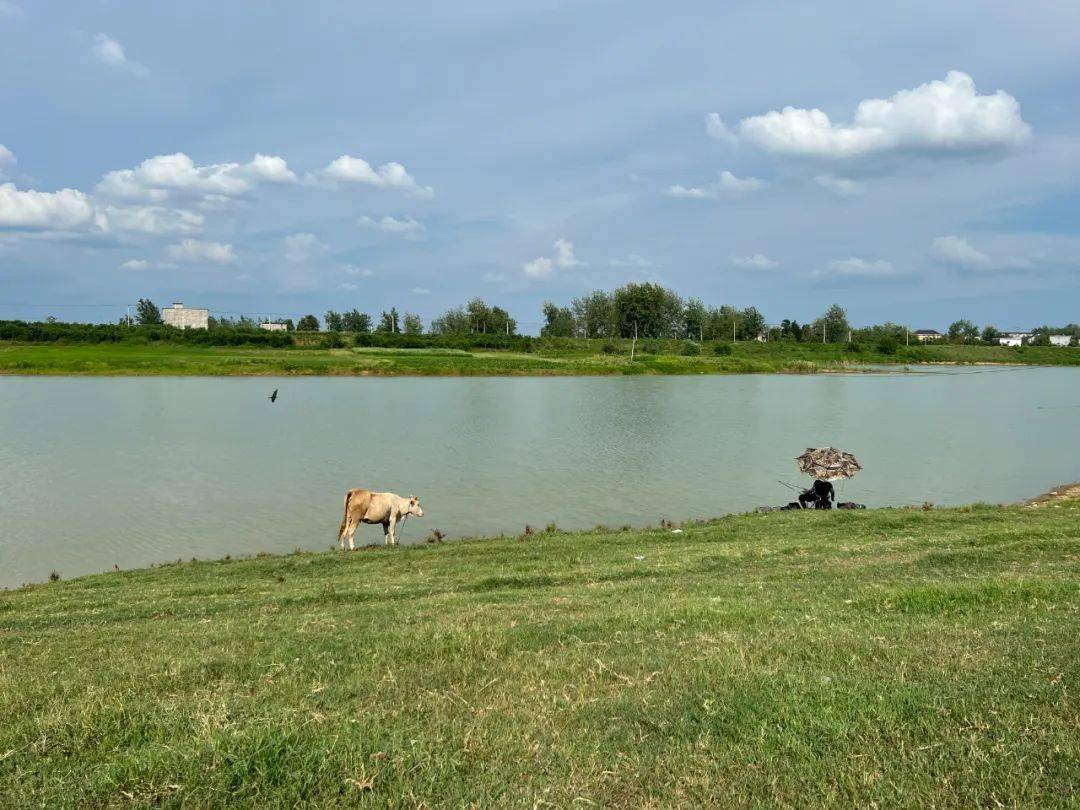 陶坝子,小河湾,颍上县润河镇淮河边一处原生态的自然美景,祝福这里