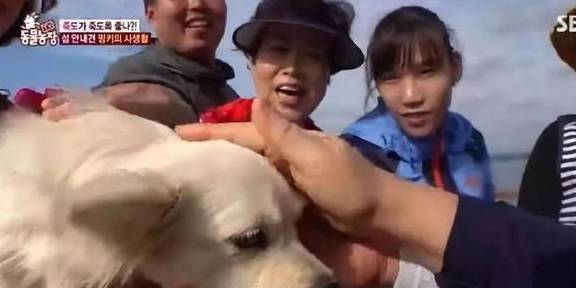 韩国一小岛上的热心狗导游，竟然是个托？