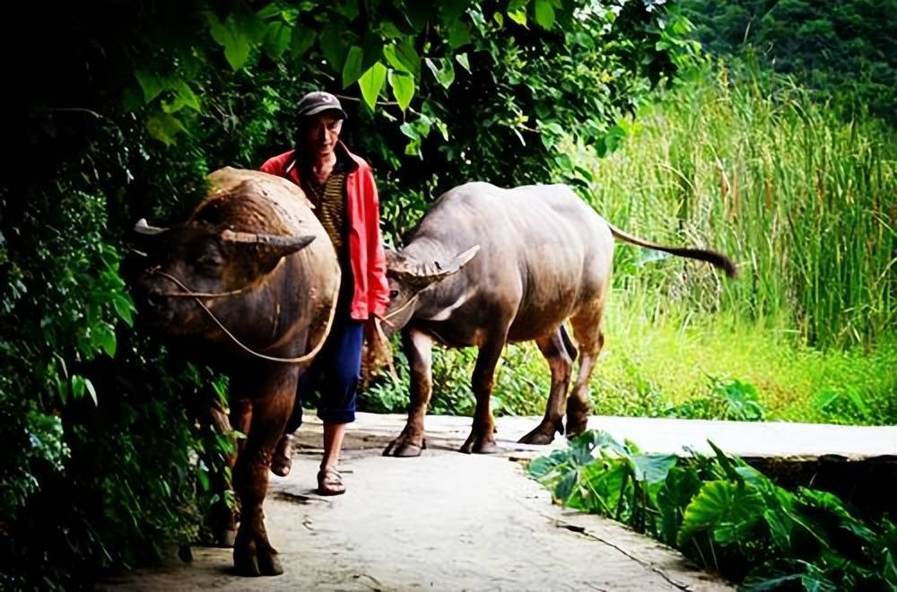 说说这样的一个例子,2007年,四川一位叫唐兴凤的农民在放牛时候意外