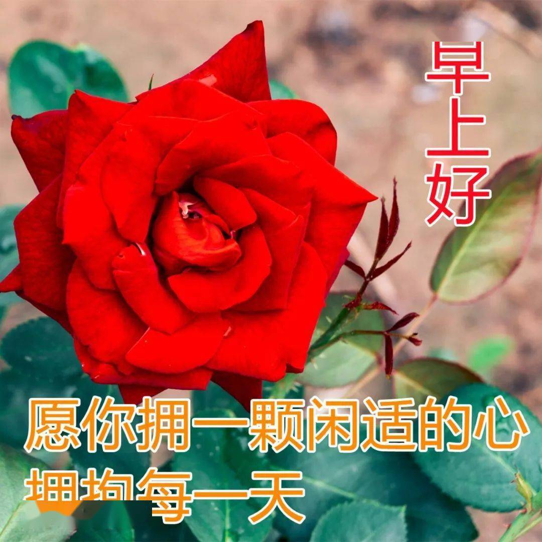 清晨早安祝福语漂亮图片动态表情