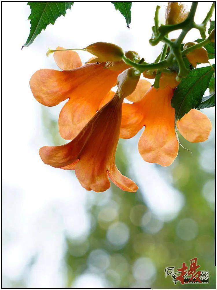 (求教:度娘介绍:凌霄花期为5-8月,这9月中旬仍繁花