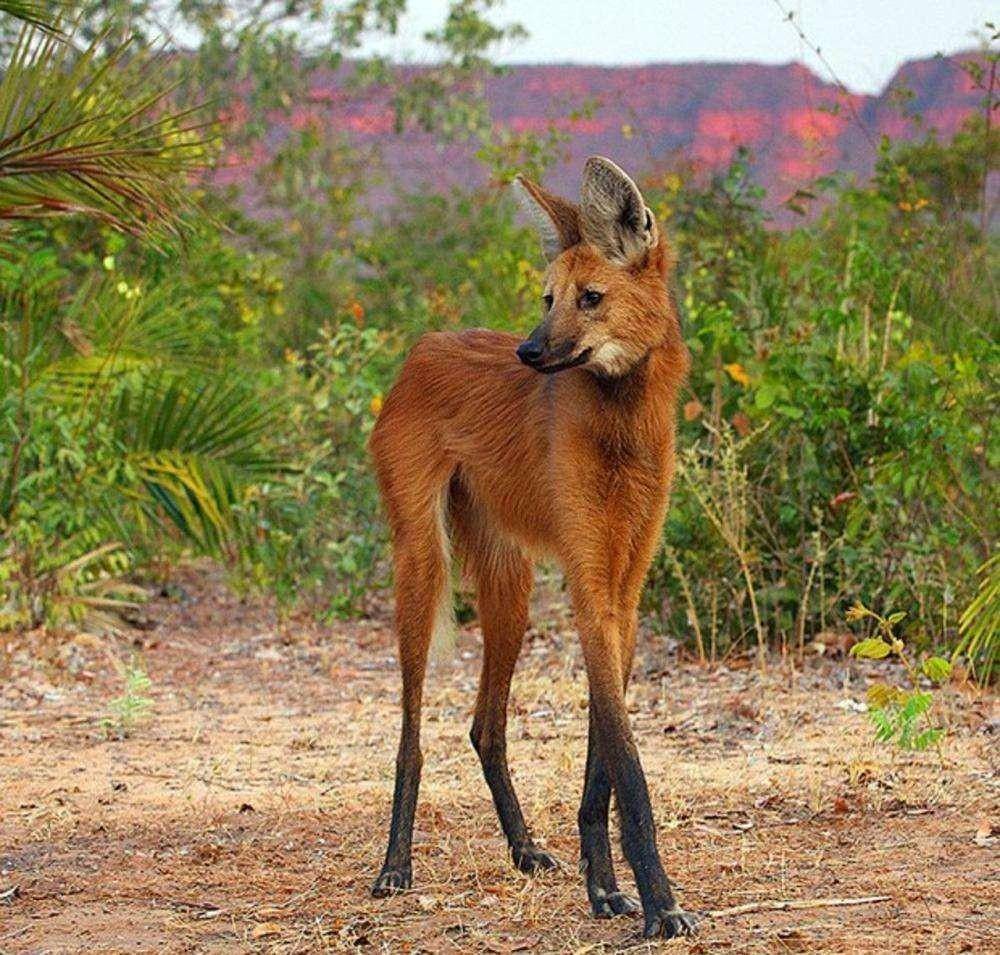 自带黑丝大长腿,一泡尿能把人熏得报警_动物_教堂_巴西