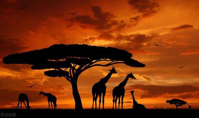东非动物大迁徙 史诗般的生命旅程 地球上最动人的故事