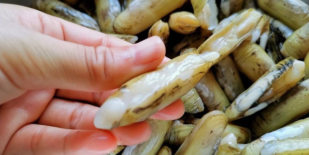 入秋后,少吃猪肉多吃它!比鱼肉便宜,比鸡肉鲜美,不懂吃真可惜_蛏子_滋