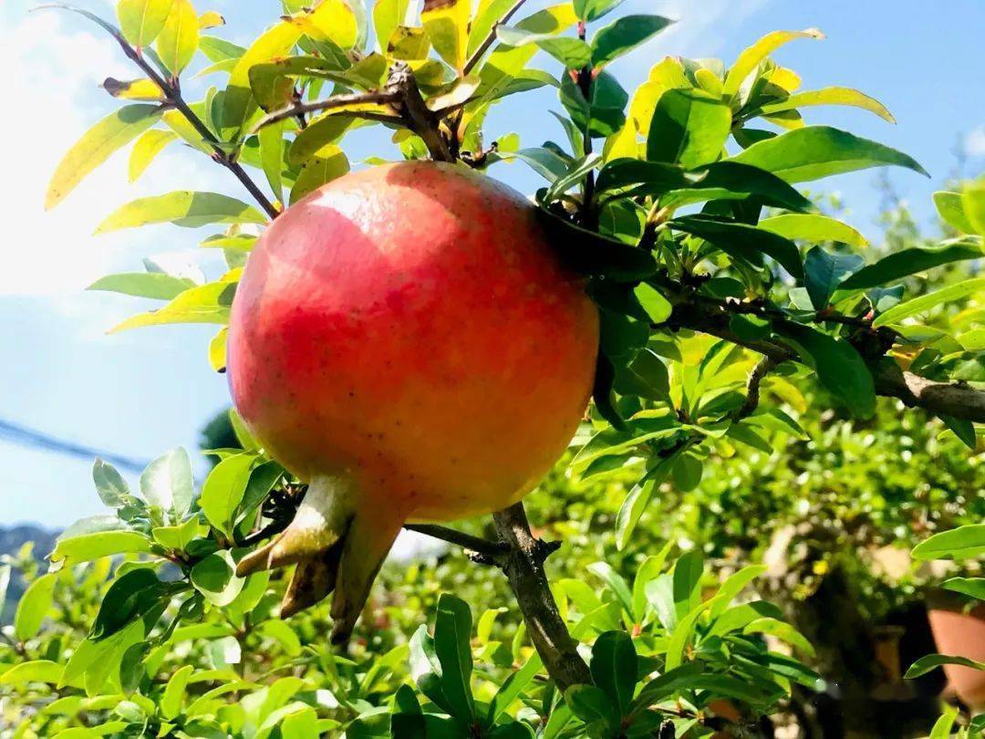 摄影:徐熙发 孙朔文字:李言廷编辑:景区融媒体中心 王 平审核:景区融