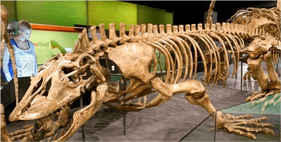 就好像是一条放大了的科莫多巨蜥,其体长可达7米,体重约1吨