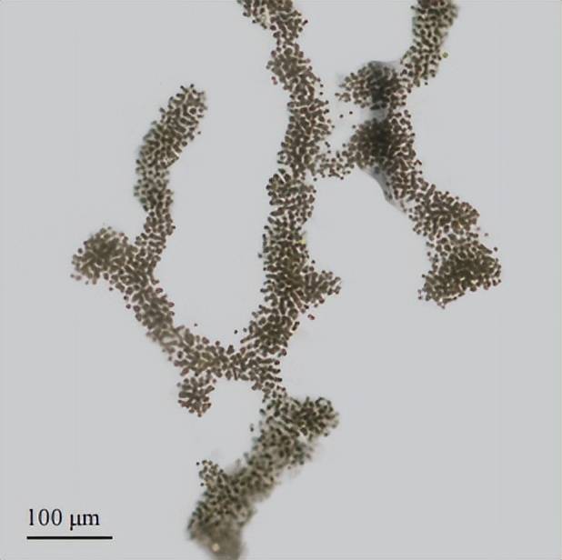 色球藻结构图图片