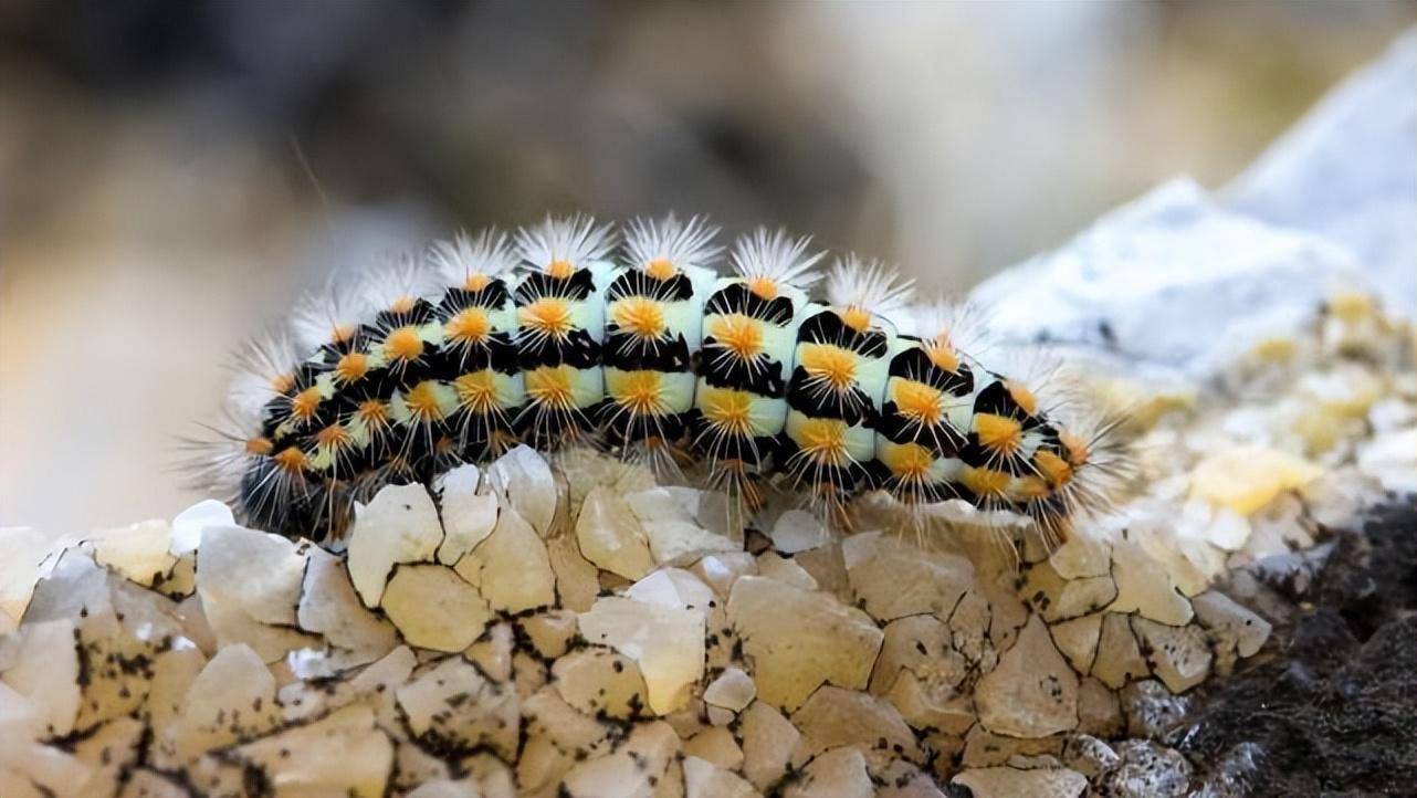 盘点世界十大脚最多的动物_蜈蚣_昆虫_身体