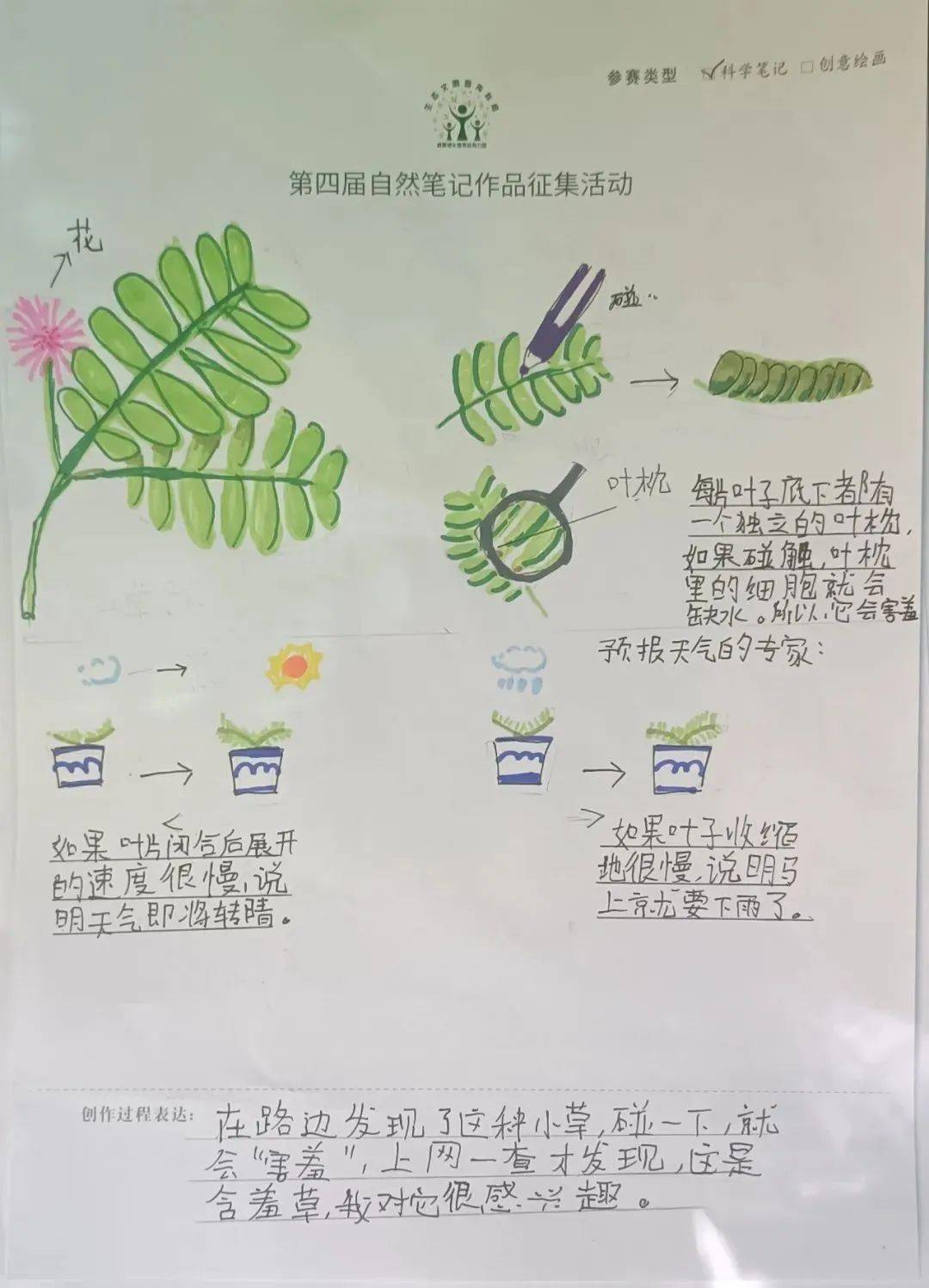 植物朋友记录卡含羞草图片