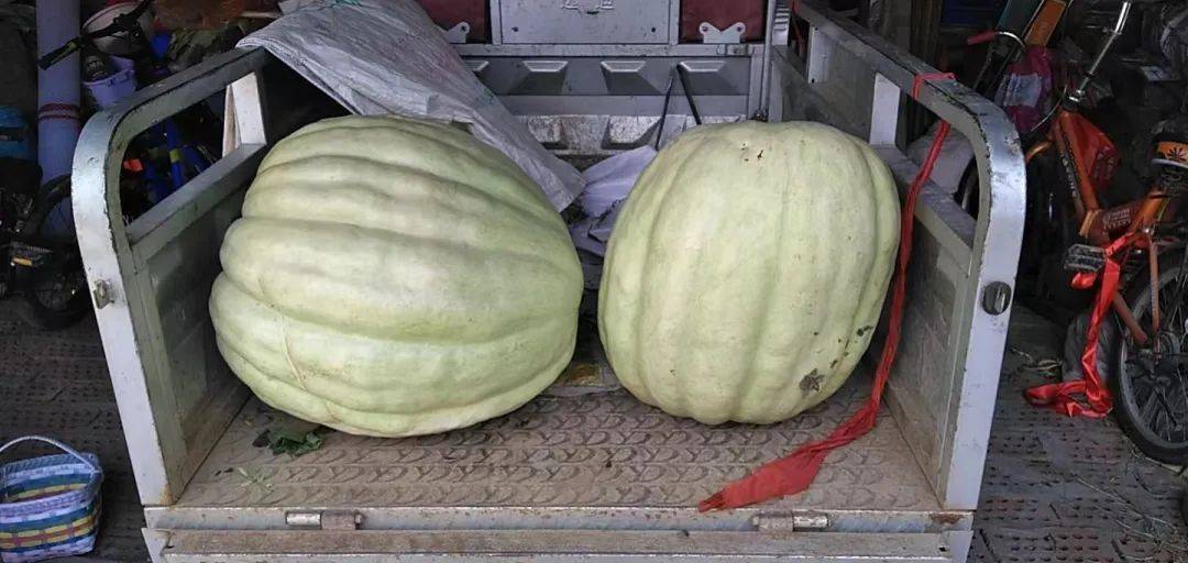 车女士_种植_驱虫