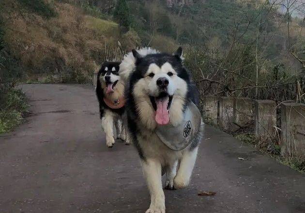 阿拉斯加进山去玩,一天一夜没回家,主人用三轮车将其拉回_网友_出去玩