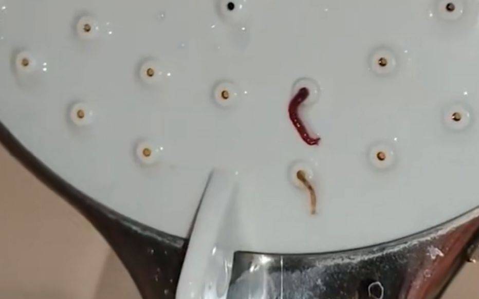 女子洗澡时虫子从花洒蠕动爬出,这是怎么回事?是啥虫子?