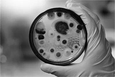 二战时期你拥有一吨青霉素,能带来多大的收益?_弗莱明_弗洛里_研究