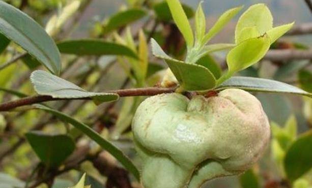 10大农村野果子,吃过3种的已实属难得_味道_野葡萄_果实