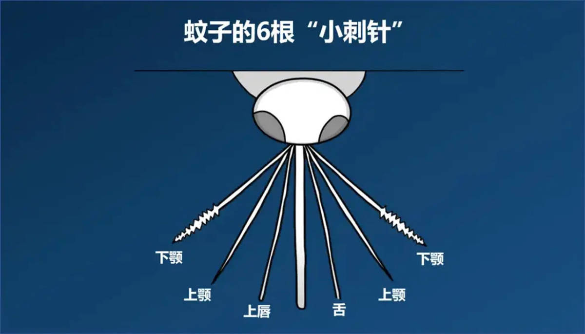 蚊子口器直径图片