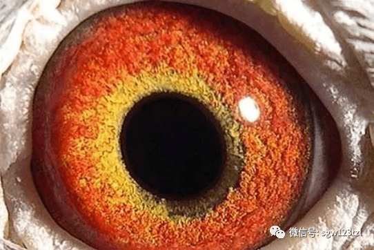 英国著名赛鸽家,眼志专家—戈林·奥斯曼先生的名著《眼志论》将鸽眼