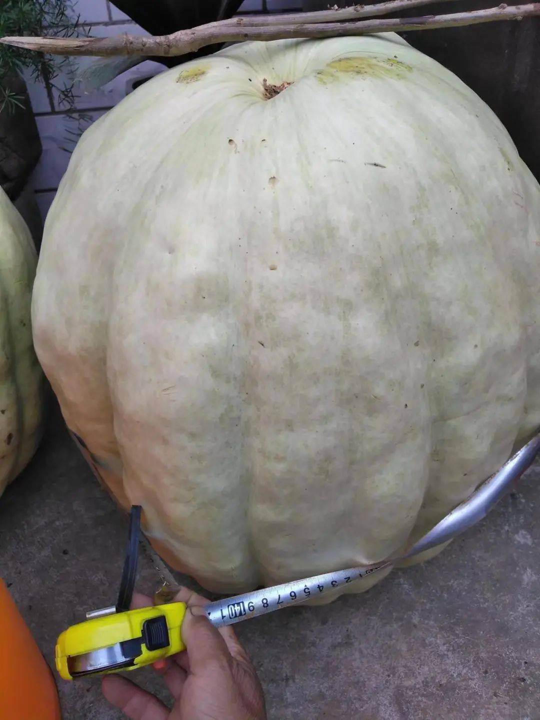 车女士_种植_驱虫