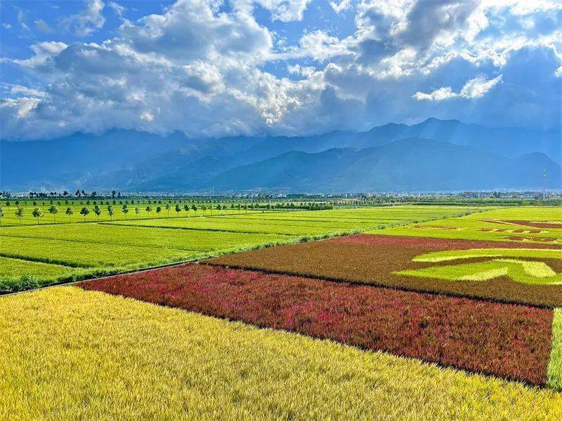 云南农垦集团| 在洱海边绘就绿色转型增收田园画